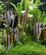 Adult Pt. altums w/red & blue crown & red eyes � Robert Deutschmann