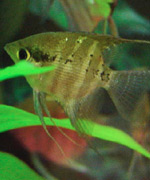 Juvenile Pt. leopoldi w/spots on the body �Frank Grainer