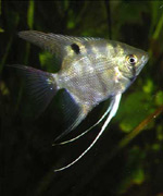 Juvenile Pt. leopoldi w/large dark spot at the base of the dorsal �Tonny Brandt Anderson