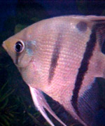 Adult Pt. leopoldi w/large dark spot at the base of the dorsal �Michelle Ricketts