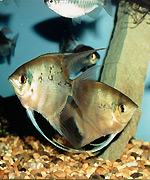 Adult Pt. leopoldi pair w/spots on the body �Alec P. McFarlane