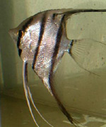 Pt. Scalare (Peruvian) � Alberto Barboza - US