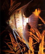 Pt. Scalare (Peruvian) � Hans J. Mayland