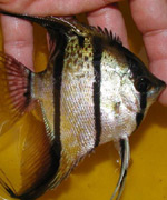 Pt. Scalare (Peruvian) � Alberto Barboza - US