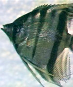 Pt. scalare photo courtesy of: � Dr. Herbert R. Axelrod T.F.H