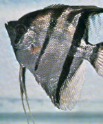 Pt. scalare photo courtesy of: � Dr. Herbert R. Axelrod T.F.H