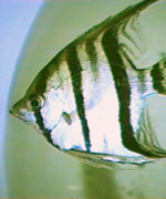 Pt. scalare photo courtesy of: � Dr. Herbert R. Axelrod T.F.H